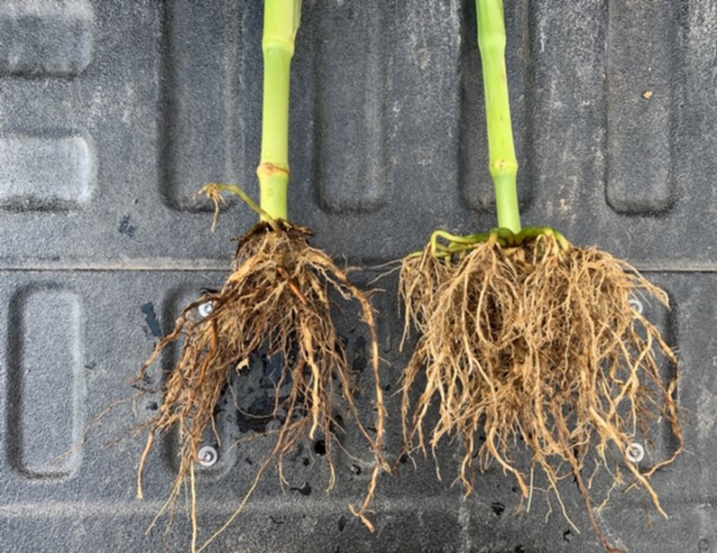 healthy roots vs. damaged roots from corn rootworms