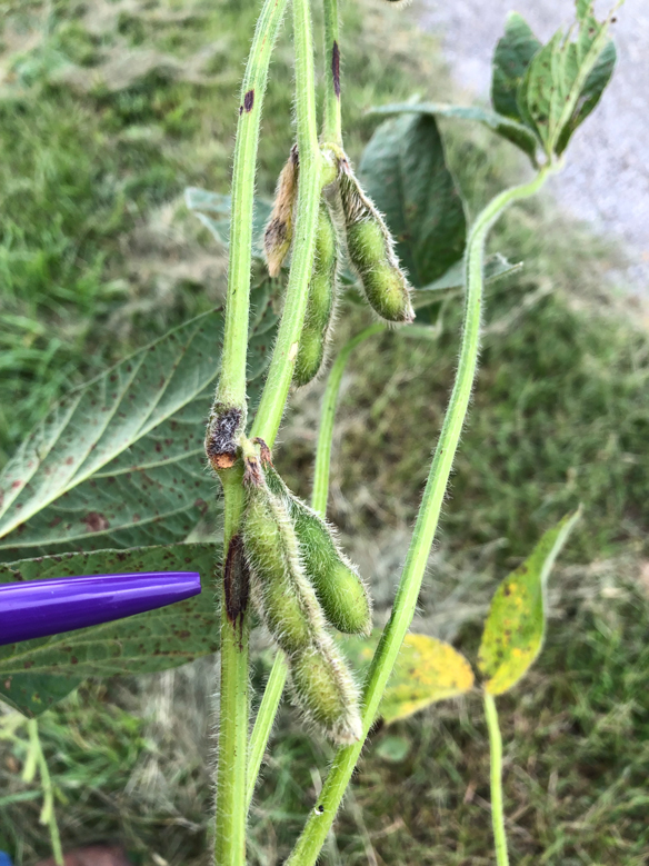 Stem Canker